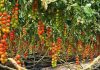 How to start tomato farming in Nigeria