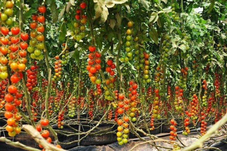 tomato farming business plan in nigeria